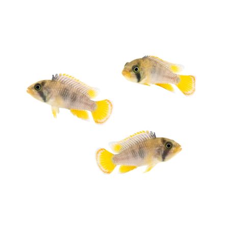 Comprar Apistogramma sp. 'Ladislao' online o en Alcorcón (Madrid)