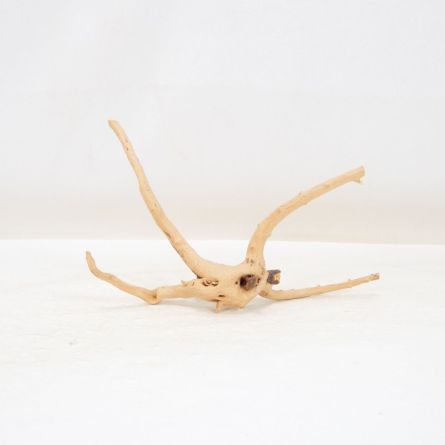 Comprar online raíz Slim pequeña con varias ramitas para acuarios en tienda peces Alcorcón, aquasistema.com