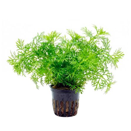 Ceratopteris thalictroides en maceta