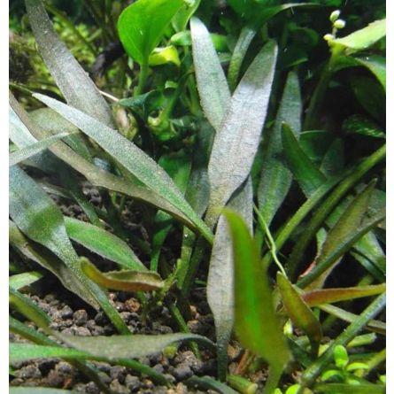 comprar Cryptocoryne pigmea online