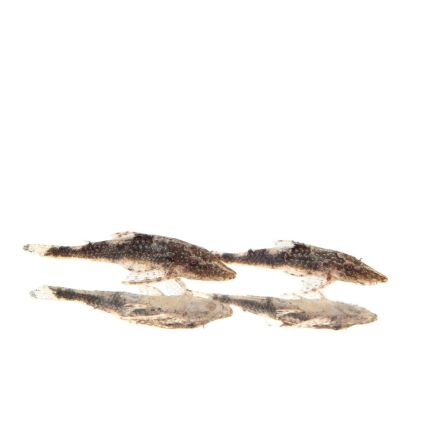 Comprar Parotocinclus eppleyi u otocinclus peppermint online
